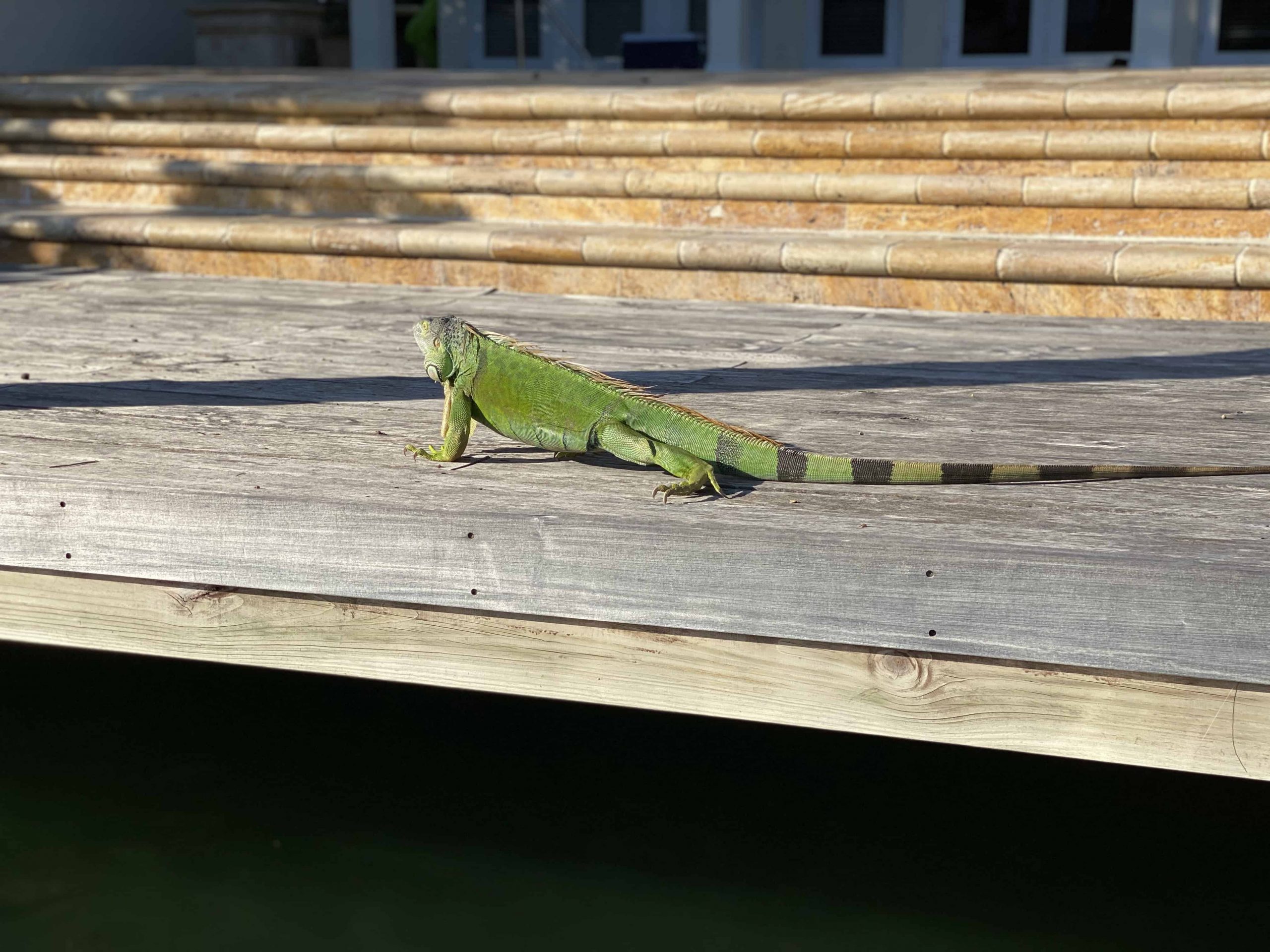 Miami wildlife private boat tour